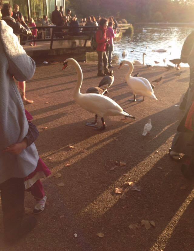 12966727_10153914378481005_2013878123_n